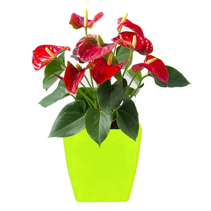 Flower Pots Square Shape For Indoor/Outdoor Gardening